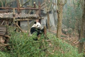 Base de Pesquisa de Reprodução do Panda Gigante - Chengdu