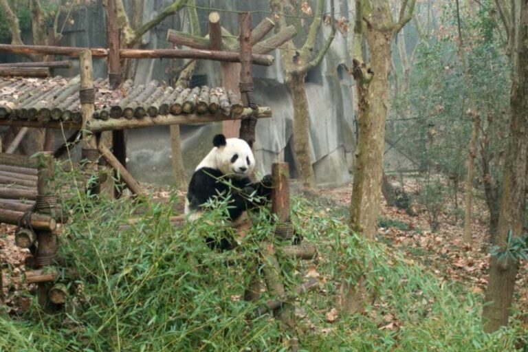 Base de Pesquisa de Reprodução do Panda Gigante - Chengdu