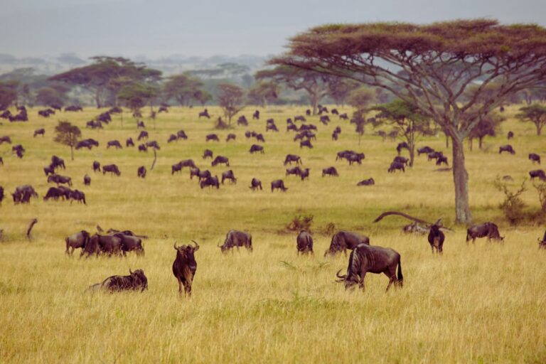 Parque Nacional de Serengeti - Tanzânia